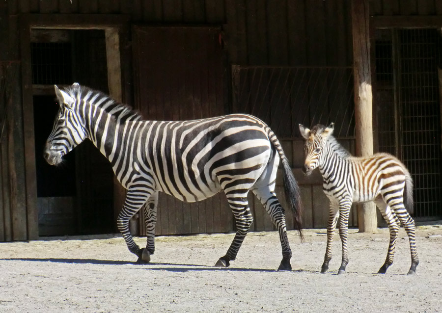 Böhmzebra mit Jungtier im Zoologischen Garten Wuppertal am 12. Juni 2014