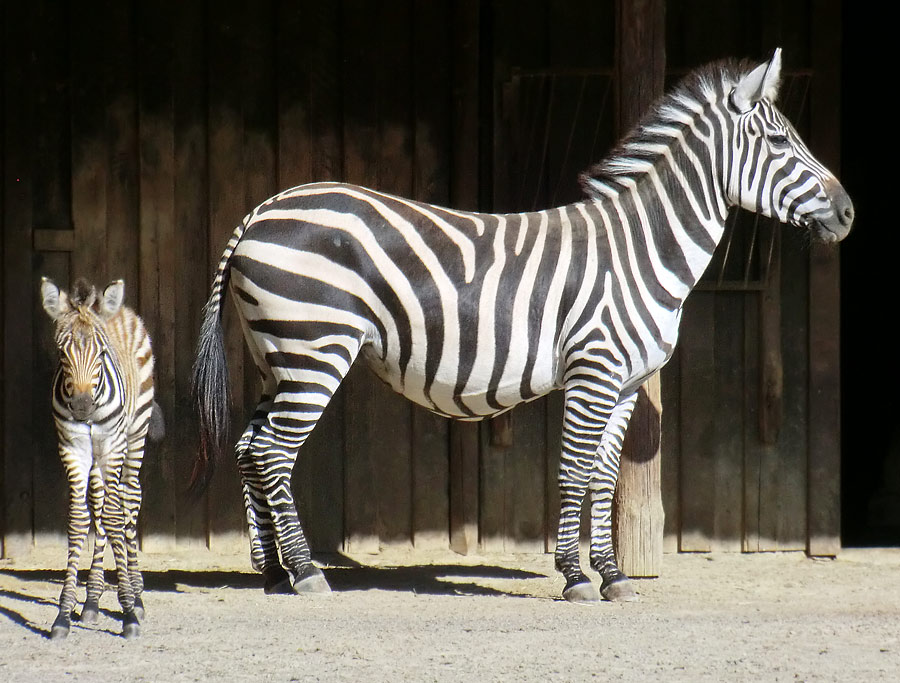 Böhmzebra mit Jungtier im Zoo Wuppertal am 12. Juni 2014