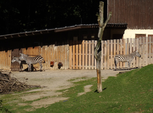 Böhmzebras im Herbst 2015 im Zoologischen Garten Wuppertal