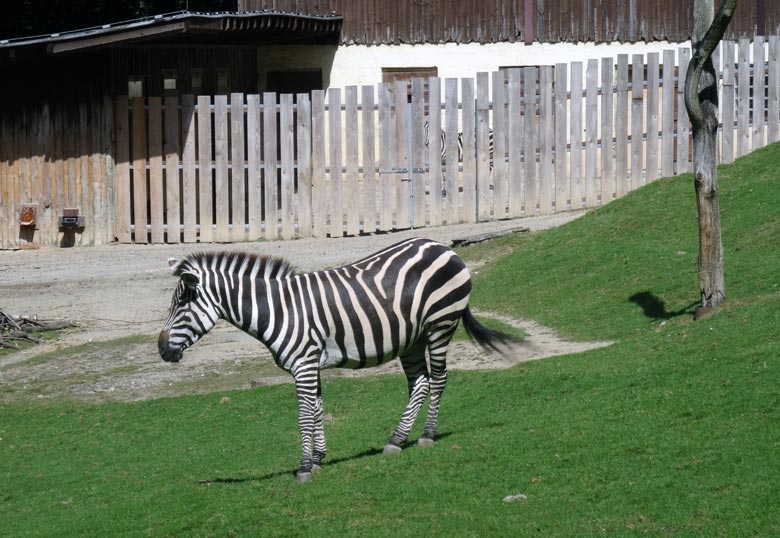 Böhmzebras am 3. September 2016 auf der Afrika-Anlage im Grünen Zoo Wuppertal