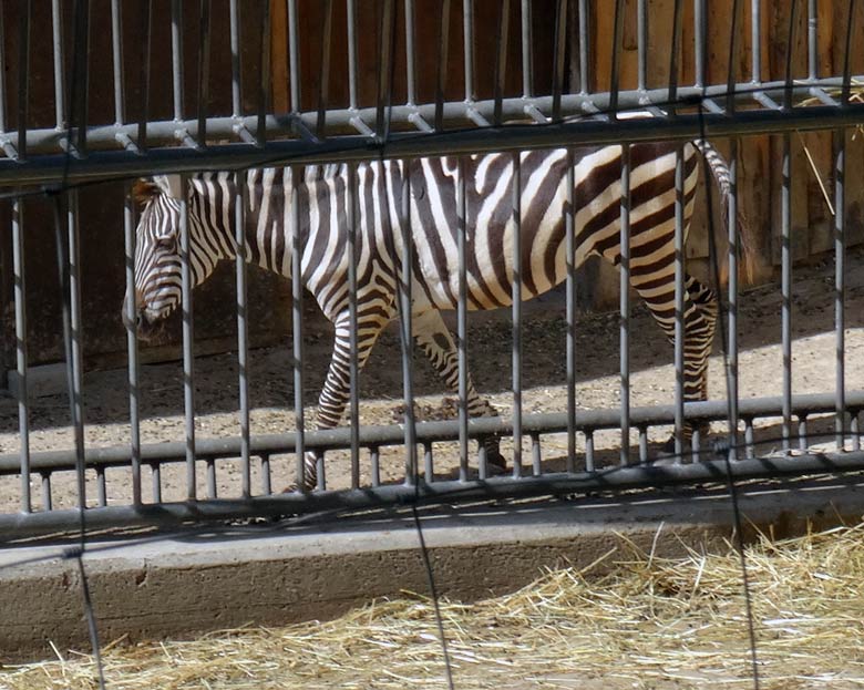 Neues Böhmzebra am 3. September 2016 auf der Afrika-Anlage im Wuppertaler Zoo