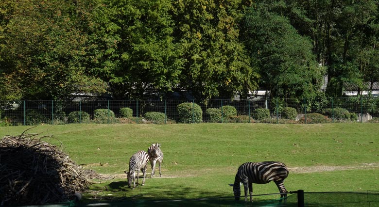 Drei Böhmzebras am 7. September 2016 auf der Afrika-Anlage im Grünen Zoo Wuppertal