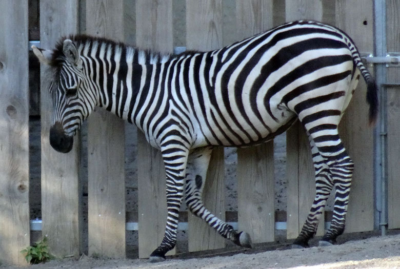 Das neue Böhmzebra am 7. September 2016 auf der Afrika-Anlage im Zoologischen Garten der Stadt Wuppertal