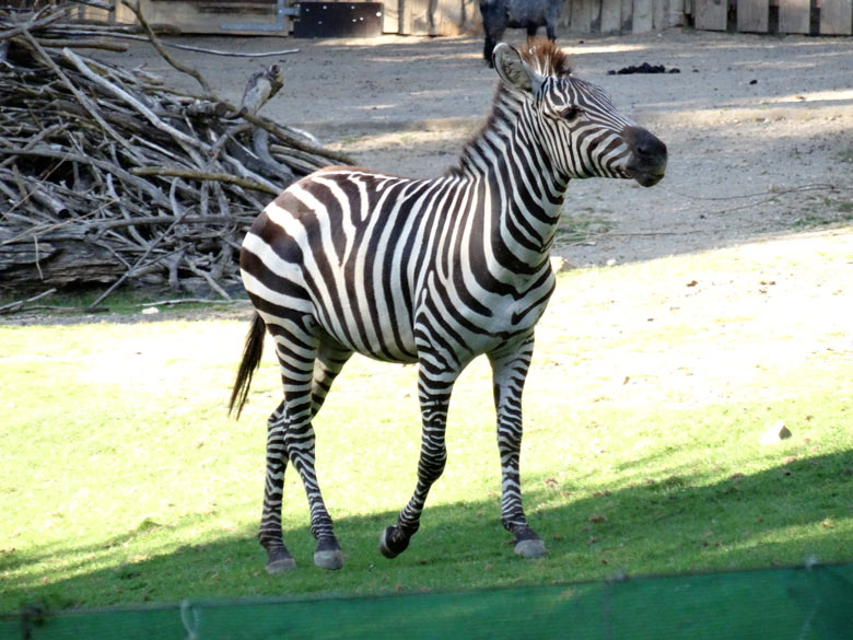 Das neue Böhmzebra am 7. September 2016 auf der Afrika-Anlage im Grünen Zoo Wuppertal