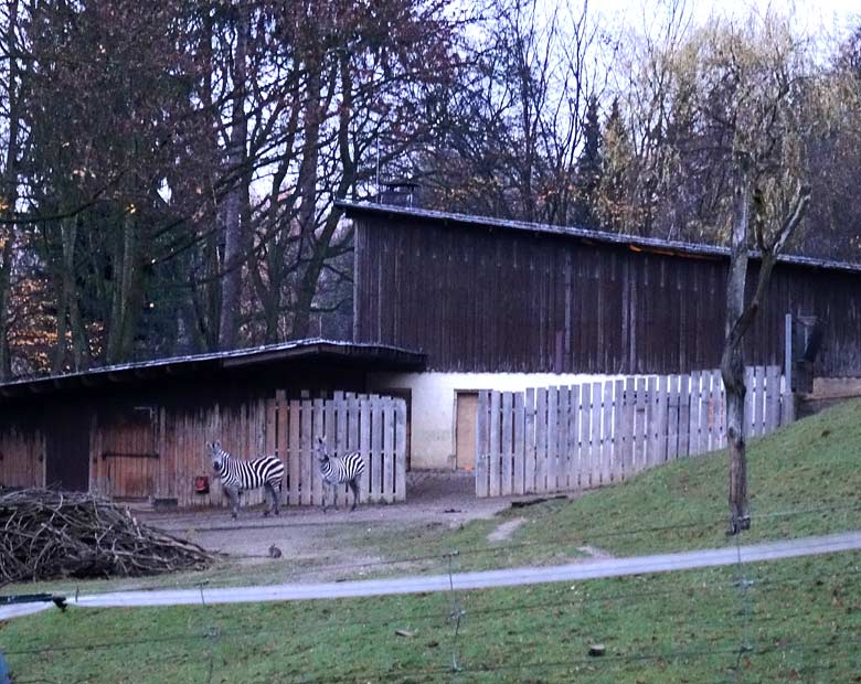 Zwei weibliche Böhmzebras am 23. November 2016 auf der Afrika-Anlage im Grünen Zoo Wuppertal