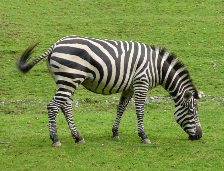 Böhmzebra-Stute im Oktober 2017 auf der Afrika-Anlage im Grünen Zoo Wuppertal