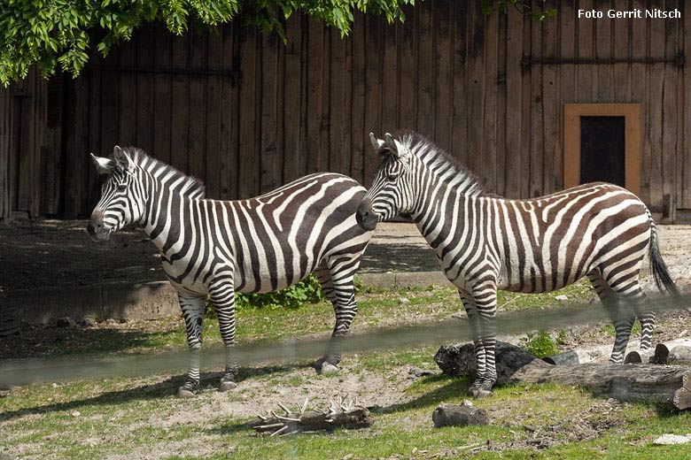 Zwei weibliche Böhmzebras am 11. Mai 2018 auf der Afrika-Anlage im Grünen Zoo Wuppertal (Foto Gerrit Nitsch)