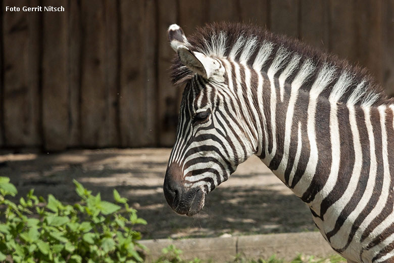 Böhmzebra am 11. Mai 2018 auf der Afrika-Anlage im Zoo Wuppertal (Foto Gerrit Nitsch)