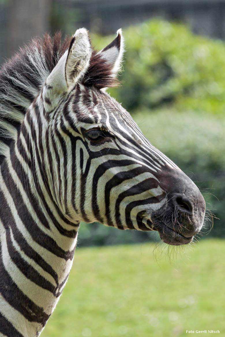 Böhmzebra am 11. Mai 2018 auf der Afrika-Anlage im Zoologischen Garten Wuppertal (Foto Gerrit Nitsch)