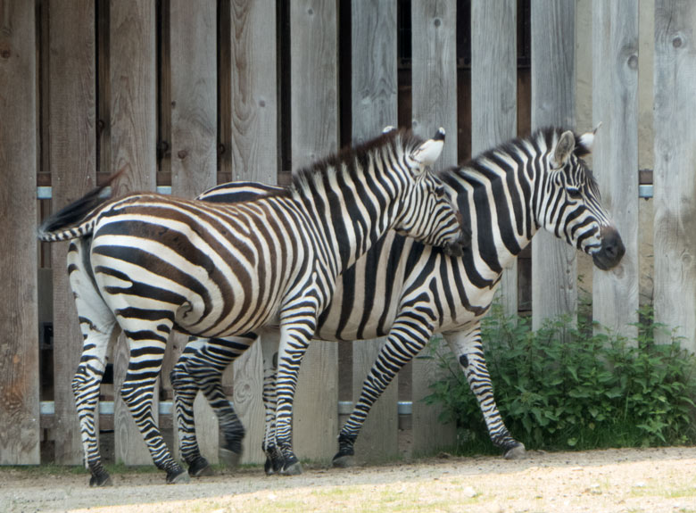 Zwei Böhmzebra-Weibchen am 9. Juni 2018 auf der Afrika-Anlage im Wuppertaler Zoo