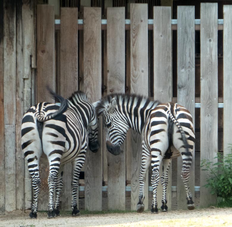 Zwei Böhmzebra-Weibchen am 9. Juni 2018 auf der Afrika-Anlage im Zoologischen Garten der Stadt Wuppertal