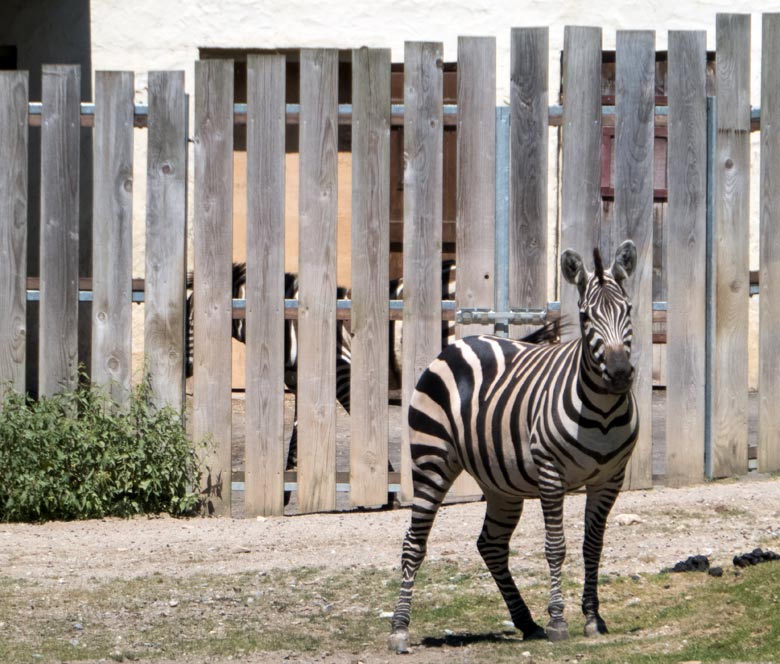 Böhmzebra-Stute und neuer Böhmzebra-Hengst SETH am 30. Juni 2018 auf der Afrika-Anlage im Zoologischen Garten Wuppertal