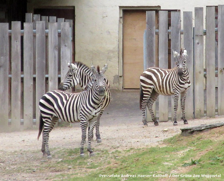 Zwei Böhmzebra-Stuten mit Böhmzebra-Hengst SETH (rechts) am 19. Juli 2018 auf der Afrikaanlage im Grünen Zoo Wuppertal (Pressefoto Andreas Haeser-Kalthoff - Der Grüne Zoo Wuppertal)