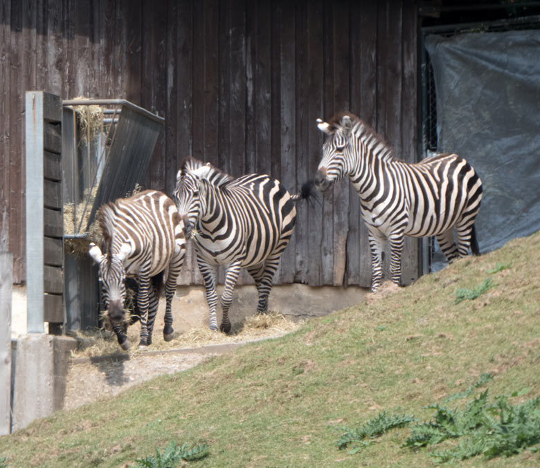 Böhmzebra-Hengst SETH (links) mit den zwei Böhmzebra-Stuten am 20. Juli 2018 auf der Afrikaanlage im Grünen Zoo Wuppertal