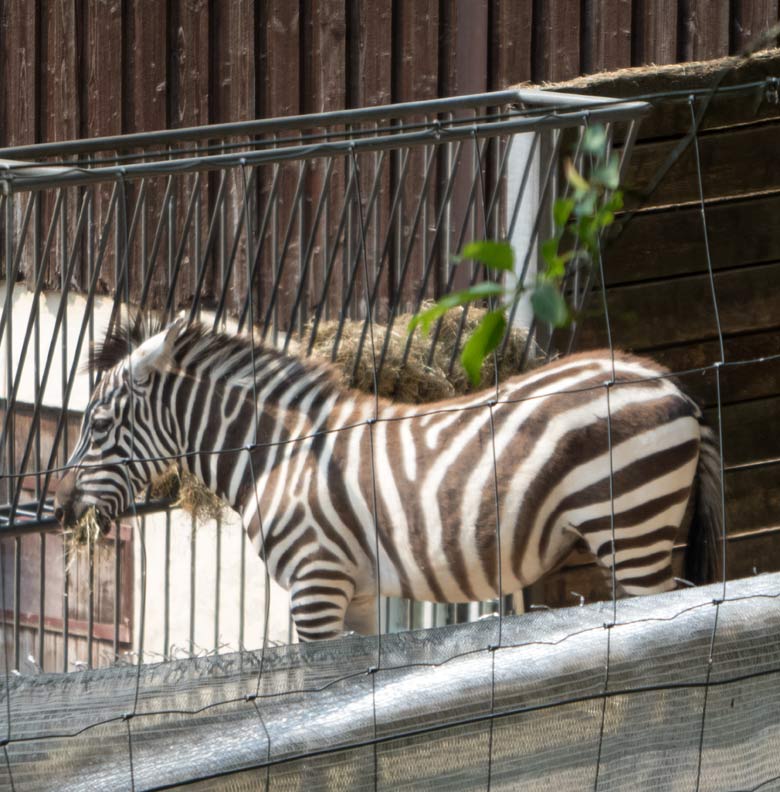 Böhmzebra-Hengst SETH am 22. Juli 2018 an der Futterstelle auf der Afrikaanlage im Zoologischen Garten Wuppertal
