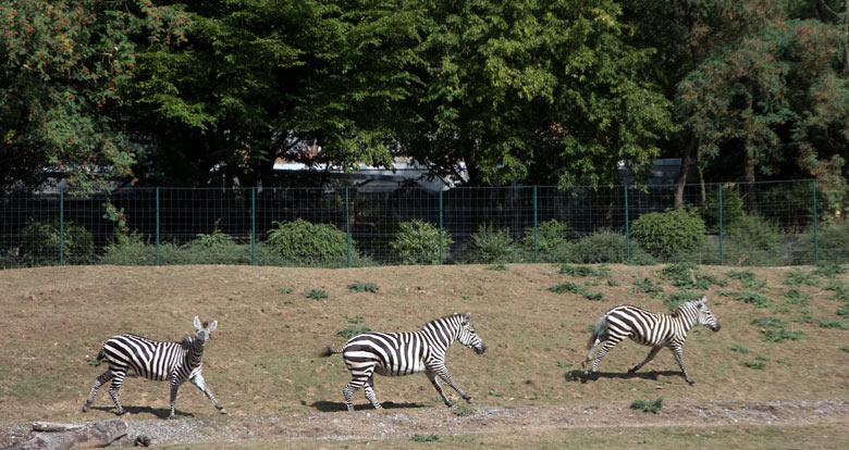 Drei Böhmzebras am 14. August 2018 auf der Afrika-Anlage im Zoologischen Garten Wuppertal