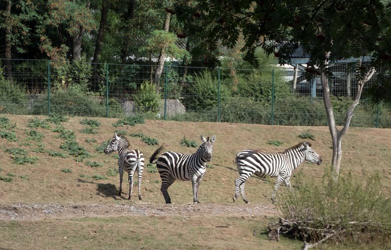 Drei Böhmzebras am 14. August 2018 auf der Afrika-Anlage im Grünen Zoo Wuppertal