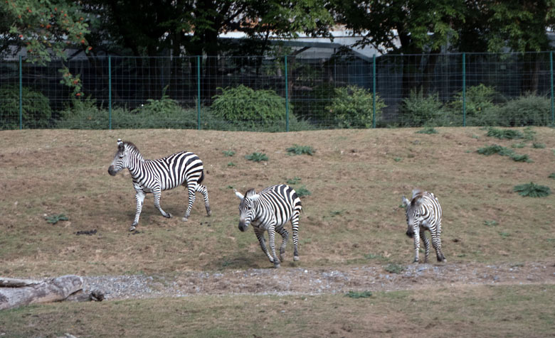 Drei Böhmzebras am 14. August 2018 auf der Afrika-Anlage im Zoologischen Garten der Stadt Wuppertal