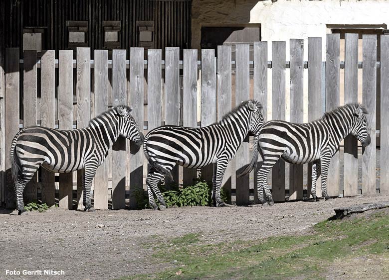 Böhmzebra-Mutter DUMI mit ihrer Böhmzebra-Tochter FADILA und dem neuen Böhmzebra-Hengst SETH am 5. Oktober 2018 auf der Afrika-Anlage im Zoo Wuppertal (Foto Gerrit Nitsch)