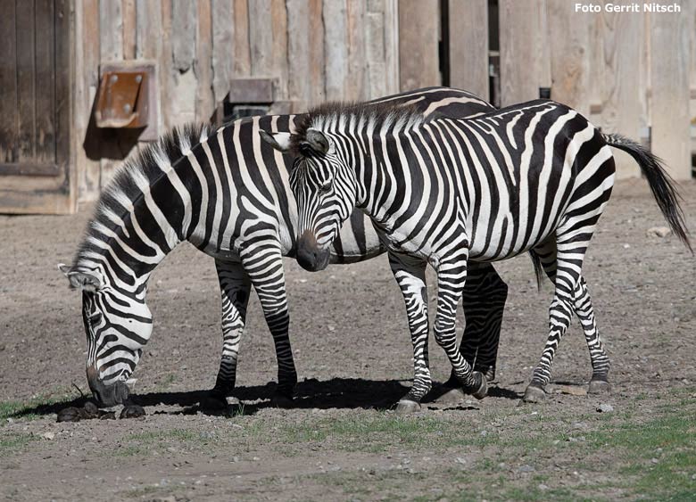 Böhmzebra-Stute DUMI mit Ihrer Böhmzebra-Tochter FADILA am 5. Oktober 2018 auf der Afrika-Anlage im Wuppertaler Zoo (Foto Gerrit Nitsch)