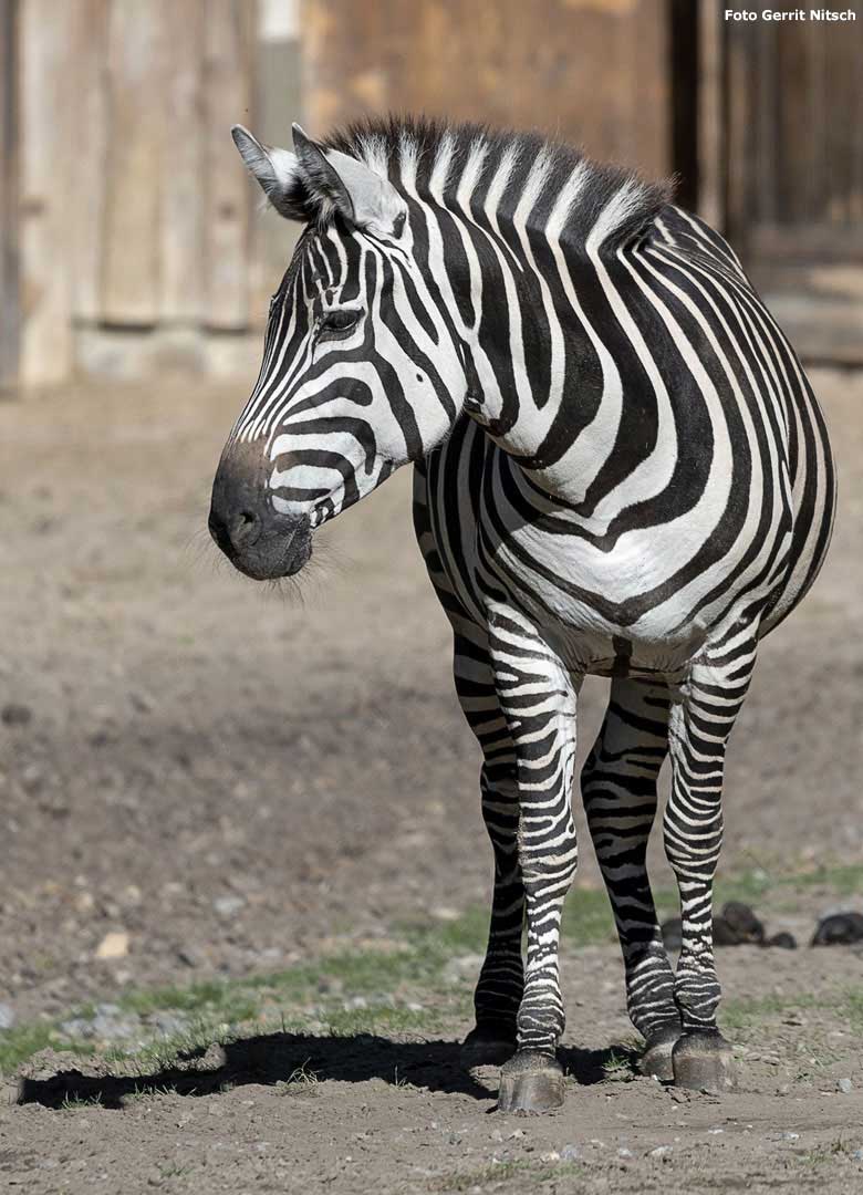 Böhmzebra-Stute DUMI am 5. Oktober 2018 auf der Afrika-Anlage im Zoologischen Garten Wuppertal (Foto Gerrit Nitsch)