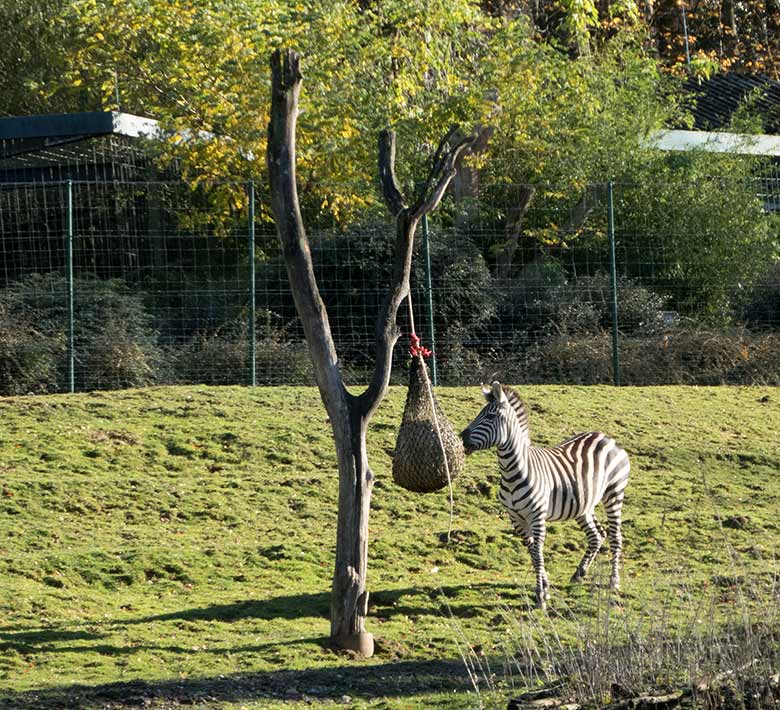 Böhmzebra am 17. November 2018 am Futterbaum auf der Afrika-Anlage im Grünen Zoo Wuppertal