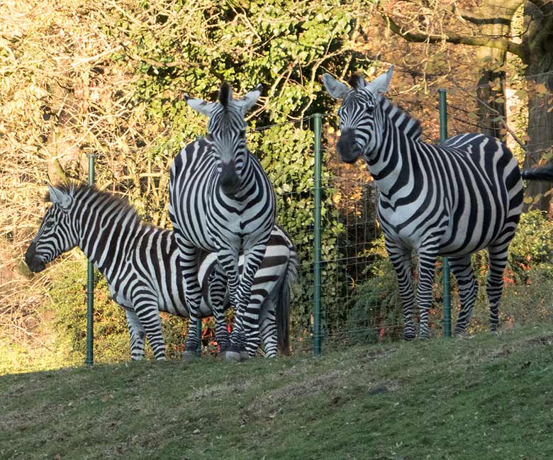 Böhmzebras am 17. November 2018 auf der Afrika-Anlage im Wuppertaler Zoo