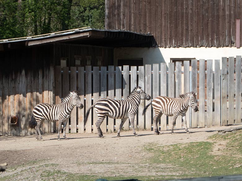 Böhmzebra-Stute FADILA mit ihrer Böhmzebra-Mutter DUMI und dem Böhmzebra-Hengst SETH am 11. April 2019 vor dem Bretterzaun des Vorgeheges auf der Afrika-Anlage im Zoologischen Garten der Stadt Wuppertal