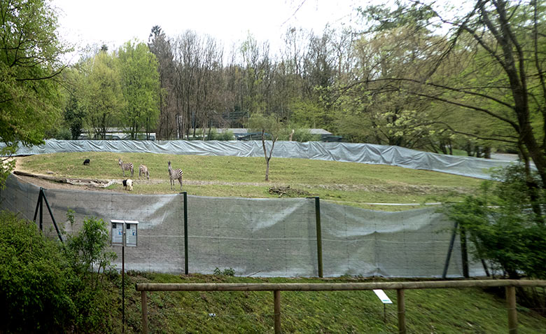 Drei Böhmzebras am 12. April 2019 auf der mit einem Schattennetz (Sichtschutz) begrenzten Afrika-Anlage im Zoologischen Garten Wuppertal