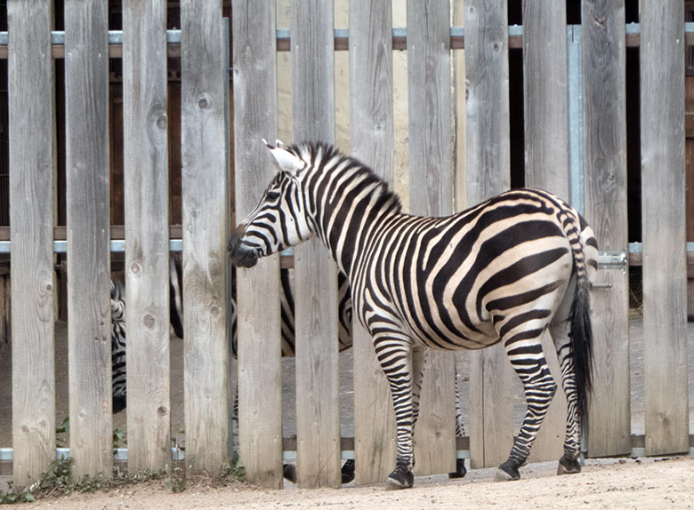 Böhmzebra-Stute DUMI beäugte am 12. April 2019 die Böhmzebra-Stute CHARLOTT hinter dem Bretterzaun des Vorgeheges auf der Afrika-Anlage im Wuppertaler Zoo