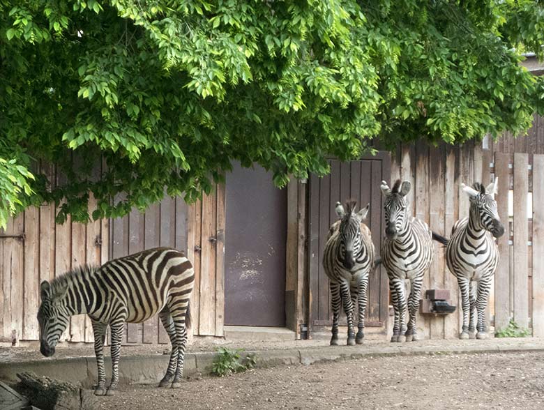 Böhmzebra-Stute CHARLOTT mit Böhmzebra-Hengst SETH und Böhmzebra-Stute FADILA sowie Böhmzebra-Stute DUMI am 11. Mai 2019 auf der Afrika-Anlage im Zoo Wuppertal