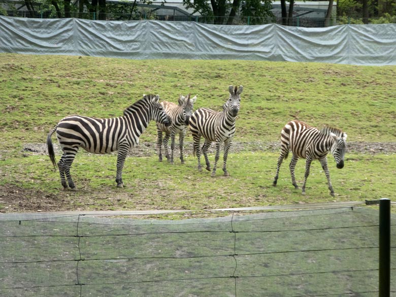 Böhmzebra-Stute DUMI mit Böhmzebra-Hengst SETH und Böhmzebra-Stute FADILA sowie Böhmzebra-Stute CHARLOTT am 11. Mai 2019 auf der Afrika-Anlage im Wuppertaler Zoo