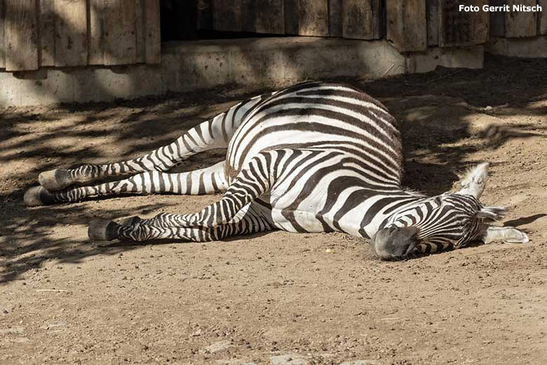 Böhmzebra am 14. September 2019 auf der Afrika-Anlage im Grünen Zoo Wuppertal (Foto Gerrit Nitsch)