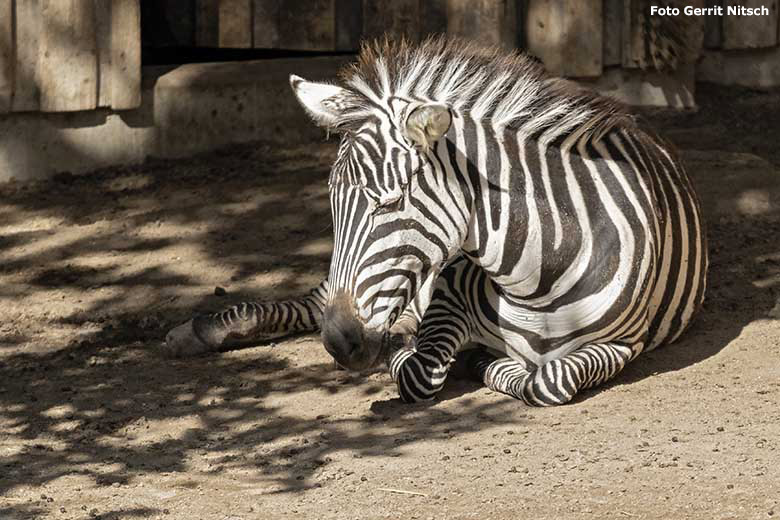 Böhmzebra am 14. September 2019 auf der Afrika-Anlage im Grünen Zoo Wuppertal (Foto Gerrit Nitsch)