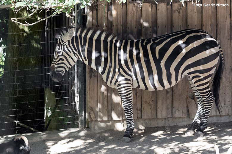 Böhmzebra am 14. September 2019 auf der Afrika-Anlage im Grünen Zoo Wuppertal (Foto Gerrit Nitsch)