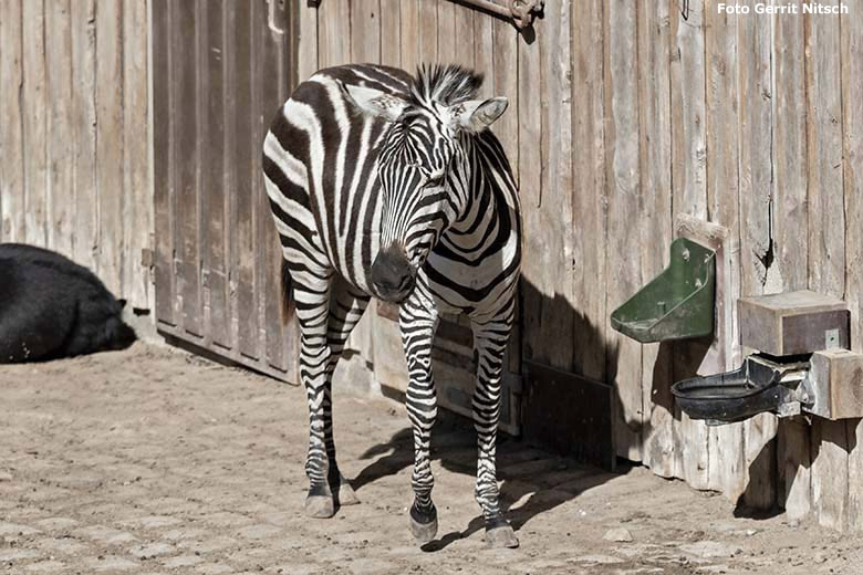 Böhmzebra am 14. September 2019 auf der Afrika-Anlage im Grünen Zoo Wuppertal (Foto Gerrit Nitsch)