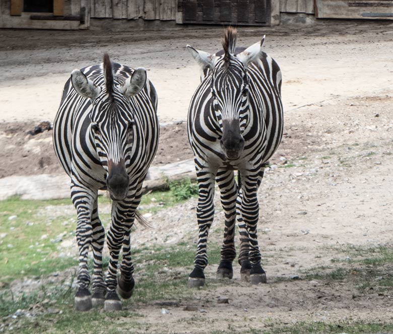 Böhmzebras am 22. September 2019 auf der Afrika-Anlage im Grünen Zoo Wuppertal