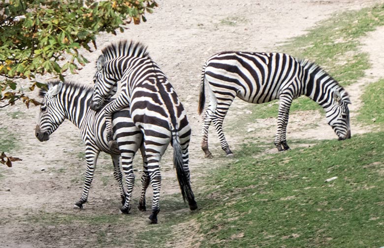 Böhmzebras am 22. September 2019 auf der Afrika-Anlage im Zoo Wuppertal