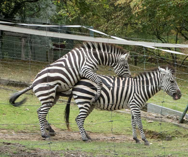 Paarende Böhmzebras am 24. September 2019 auf der Afrika-Anlage im Zoologischen Garten der Stadt Wuppertal