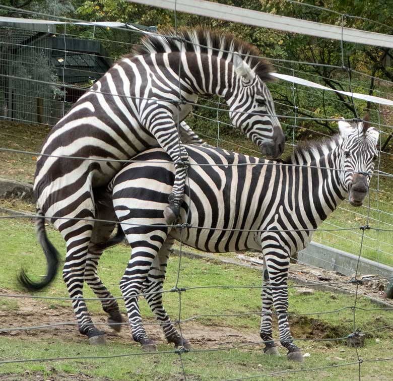Paarung der Böhmzebras am 24. September 2019 auf der Afrika-Anlage im Wuppertaler Zoo