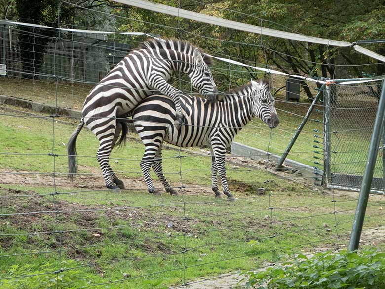 Paarung von Böhmzebras am 24. September 2019 auf der Afrika-Anlage im Zoo Wuppertal