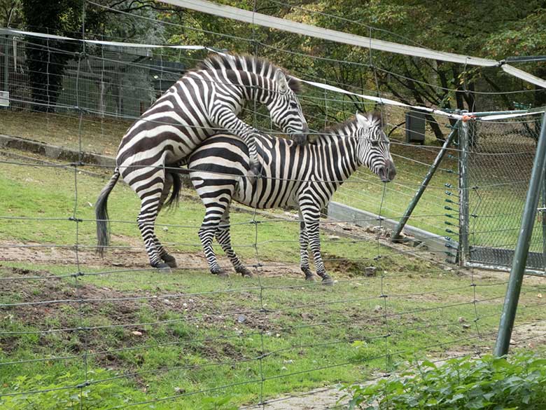 Paarung von Böhmzebras am 24. September 2019 auf der Afrika-Anlage im Zoo Wuppertal