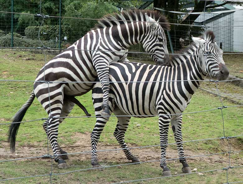 Böhmzebras am 24. September 2019 auf der Afrika-Anlage im Grünen Zoo Wuppertal