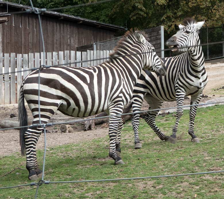 Böhmzebras am 24. September 2019 auf der Afrika-Anlage im Zoologischen Garten Wuppertal