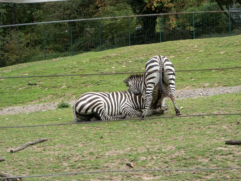 Böhmzebras am 24. September 2019 auf der Afrika-Anlage im Wuppertaler Zoo