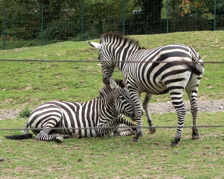 Böhmzebras am 24. September 2019 auf der Afrika-Anlage im Grünen Zoo Wuppertal