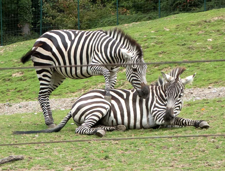 Böhmzebras am 24. September 2019 auf der Afrika-Anlage im Zoologischen Garten der Stadt Wuppertal