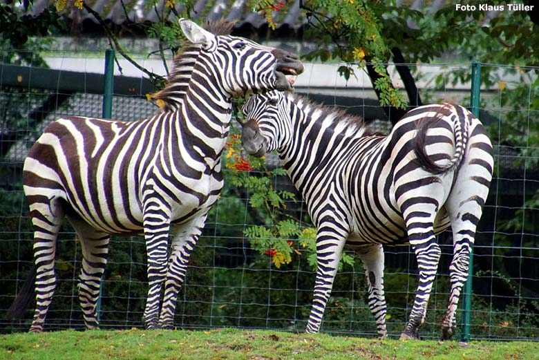 Böhmzebras am 30. September 2019 auf der Afrika-Anlage im Grünen Zoo Wuppertal (Foto Klaus Tüller)