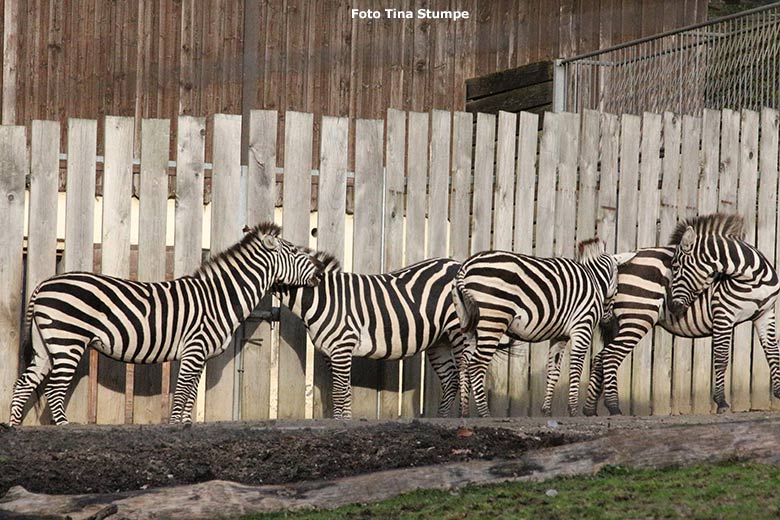 Böhmzebras am 24. November 2019 auf der Afrika-Anlage im Grünen Zoo Wuppertal (Foto Tina Stumpe)