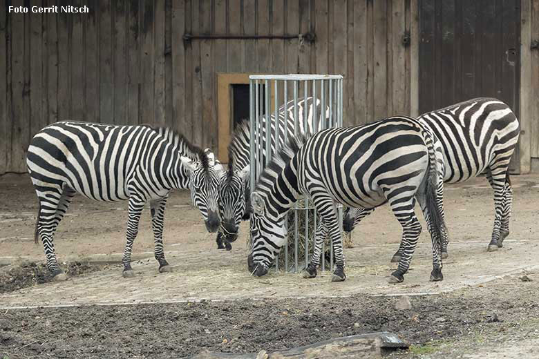 Böhmzebras an der Heuraufe am 5. Dezember 2019 auf der Afrika-Anlage im Grünen Zoo Wuppertal (Foto Gerrit Nitsch)